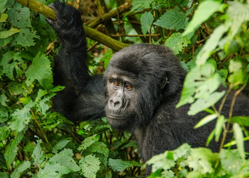 Bwindi Impenetrable National Park - Uganda