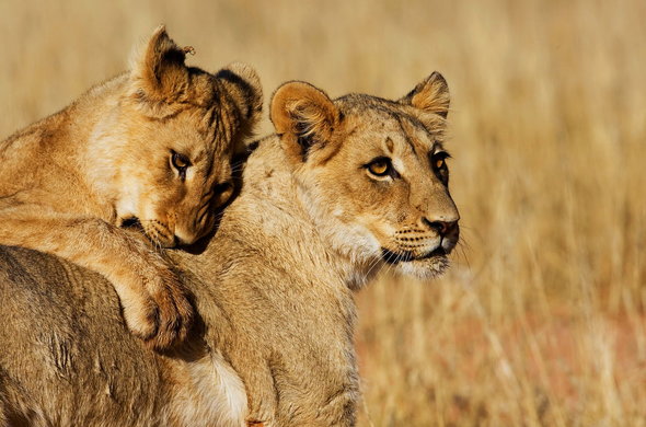 lions-popular-wildlife-kruger-park-590x390